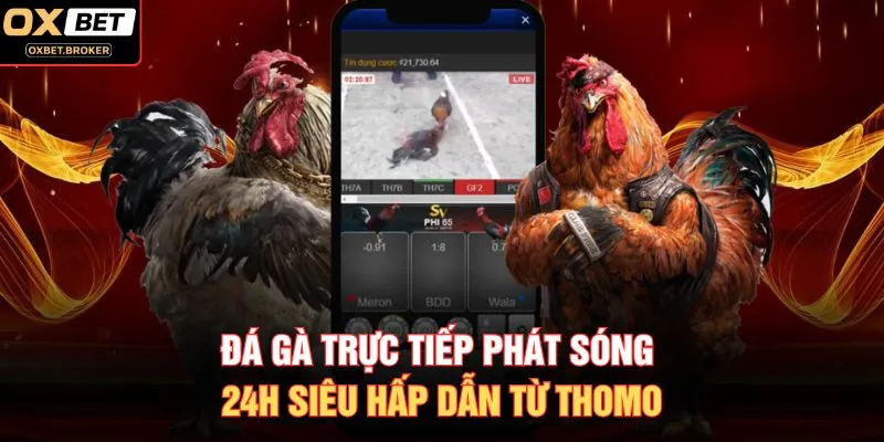 Đá Gà Trực Tiếp Phát Sóng 24h Siêu Hấp Dẫn Từ Thomo