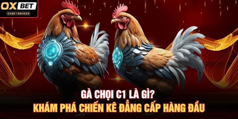 Gà Chọi C1 Là Gì? Khám Phá Chiến Kê Đẳng Cấp Hàng Đầu