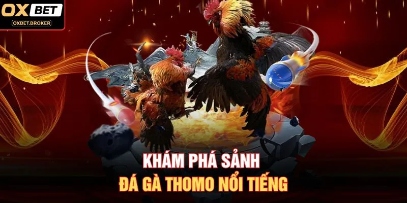 Khám phá sảnh đá gà Thomo nổi tiếng