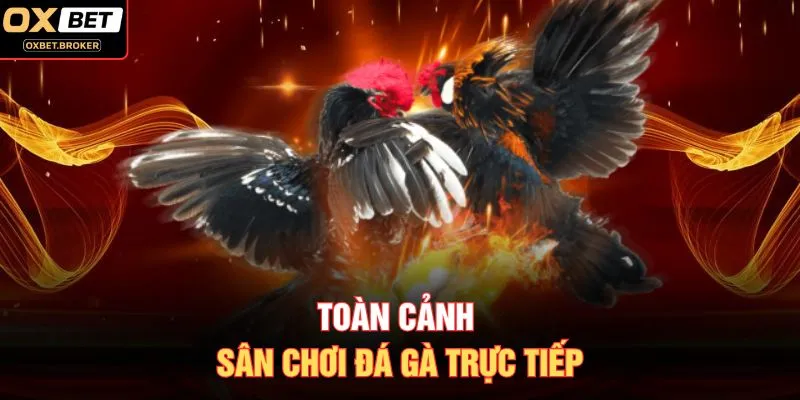 Toàn cảnh sân chơi đá gà trực tiếp